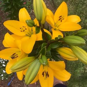 Meet your Posher, Brittany